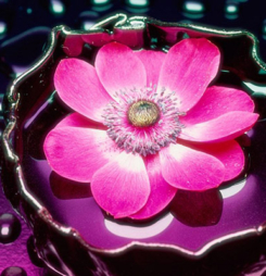 Hình nền iphone 5 hoa đẹp