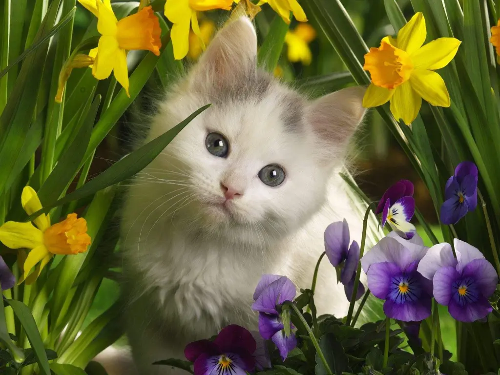 hinh-nen-meo-cute-de-thuong-2