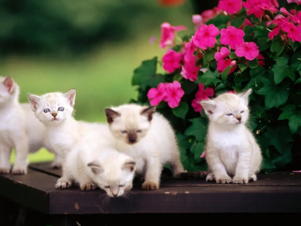 hinh-nen-meo-cute-de-thuong-3