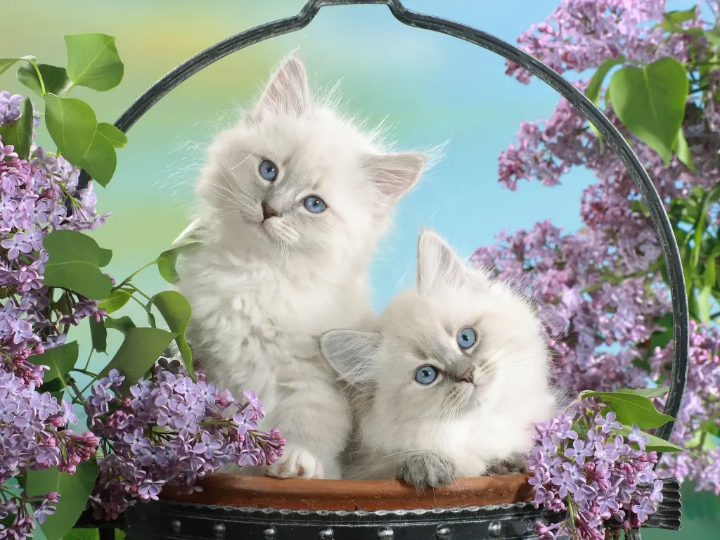 hinh-nen-meo-cute-de-thuong-6