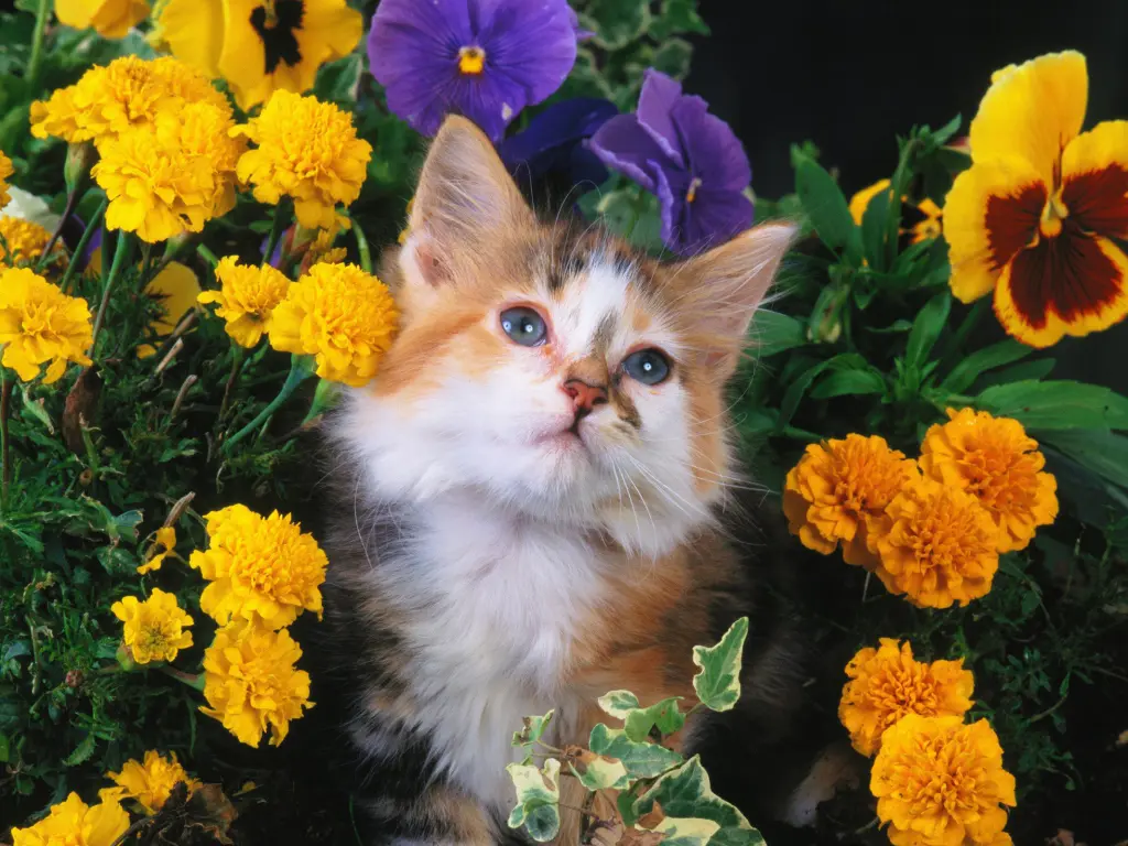 hinh-nen-meo-cute-de-thuong