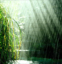 Hình nền mưa rơi đẹp lãng mạng