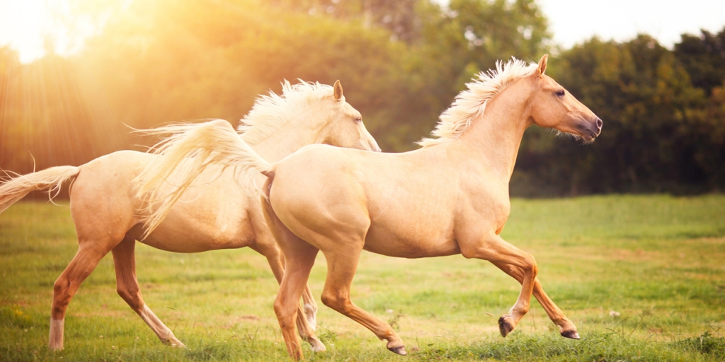 Palomino horses cantering in field