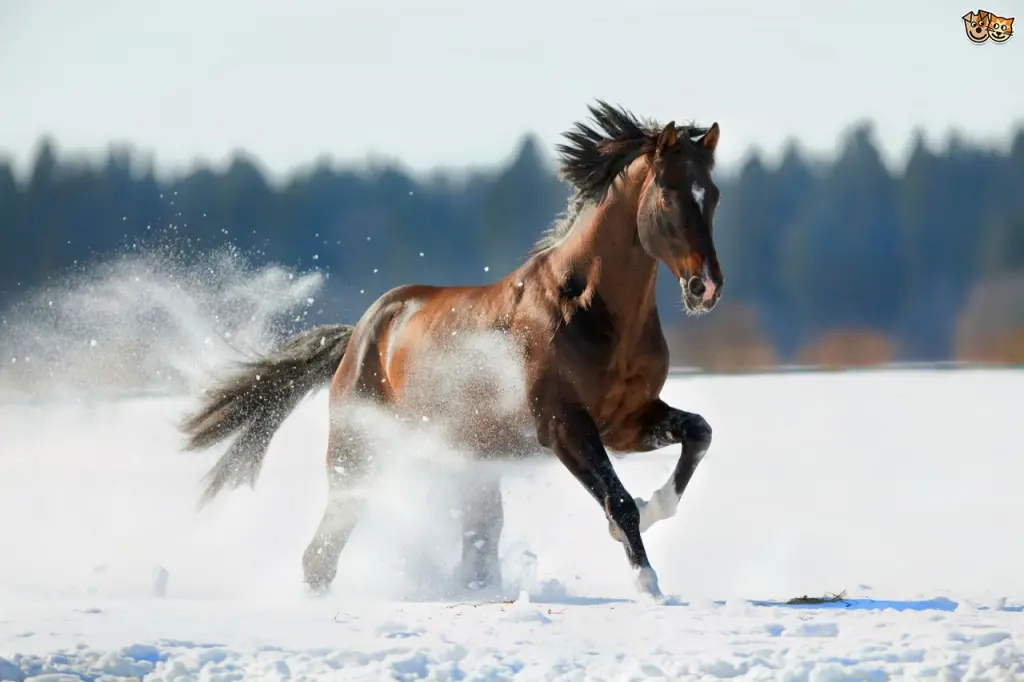 hinh-nen-ngua-horse-dep-cho-may-tinh-07