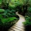 Hình rừng nhiệt đới đẹp