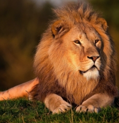 Top 15 hình nền sư tử (lion) đẹp cho máy tính