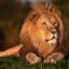 Top 15 hình nền sư tử (lion) đẹp cho máy tính