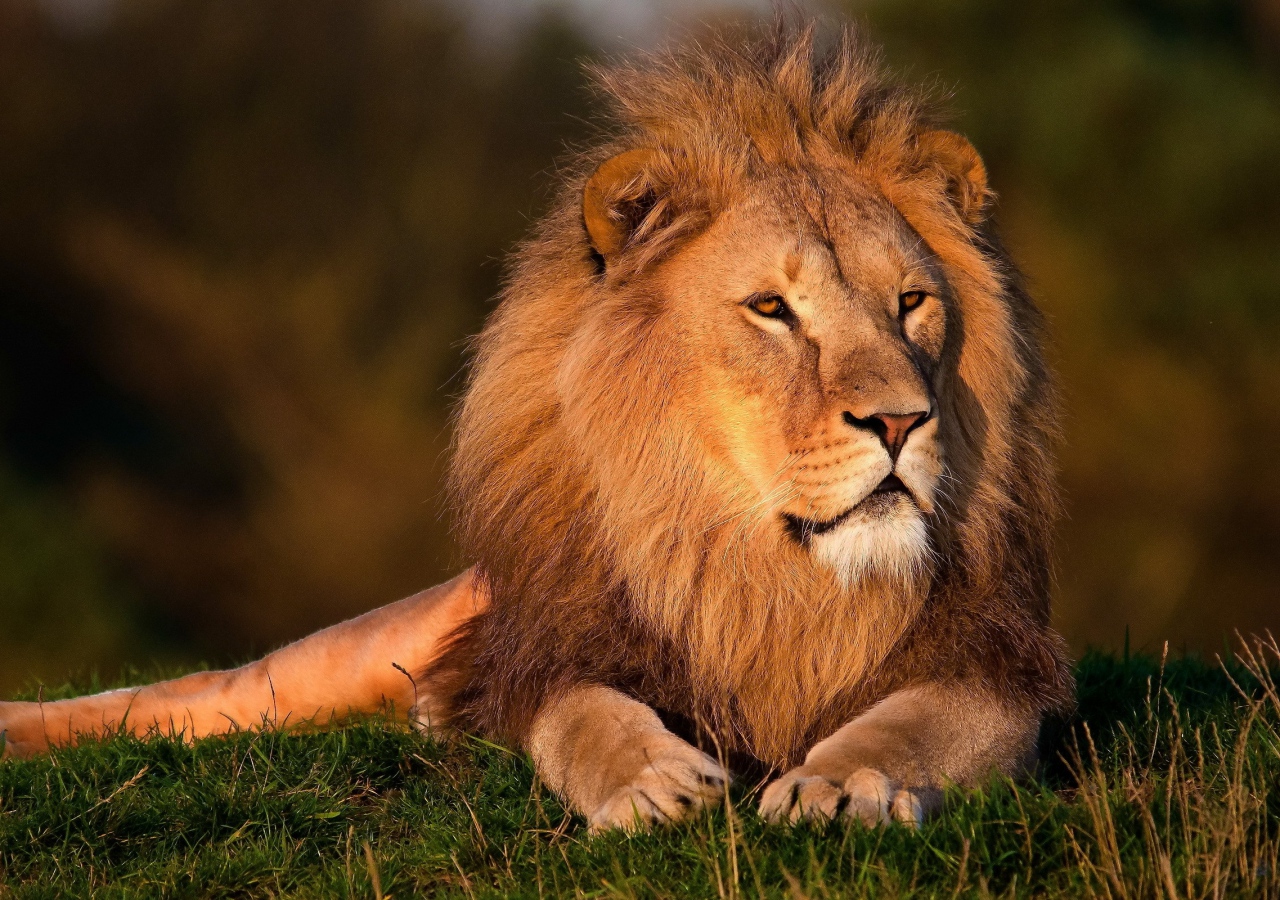 Top 15 hình nền sư tử (lion) đẹp cho máy tính