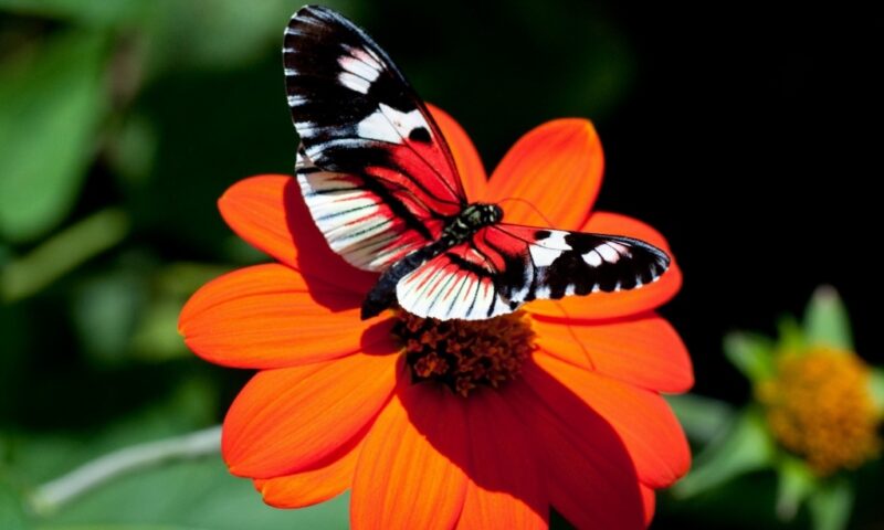 Hình nền bướm đẹp