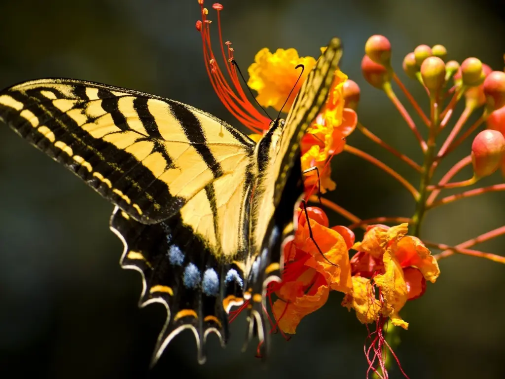 hinh-nen-thien-nhien-butterfly-buom-dep-3