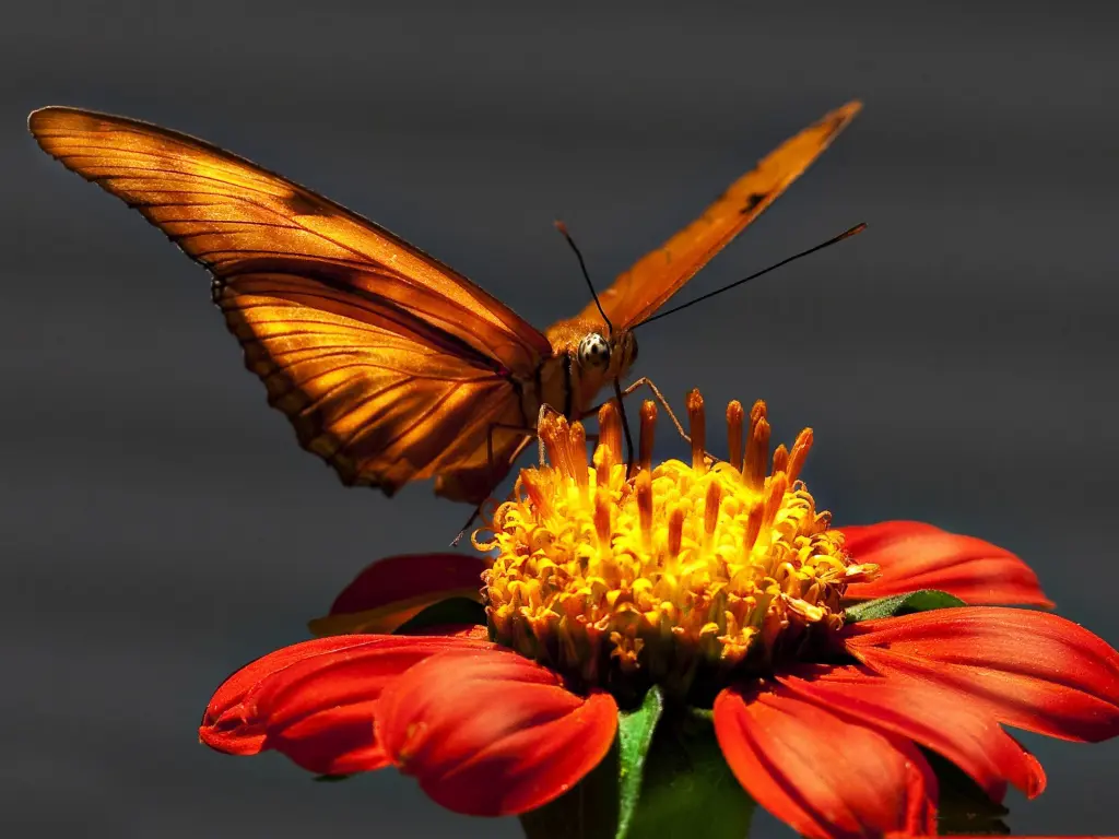 hinh-nen-thien-nhien-butterfly-buom-dep-5