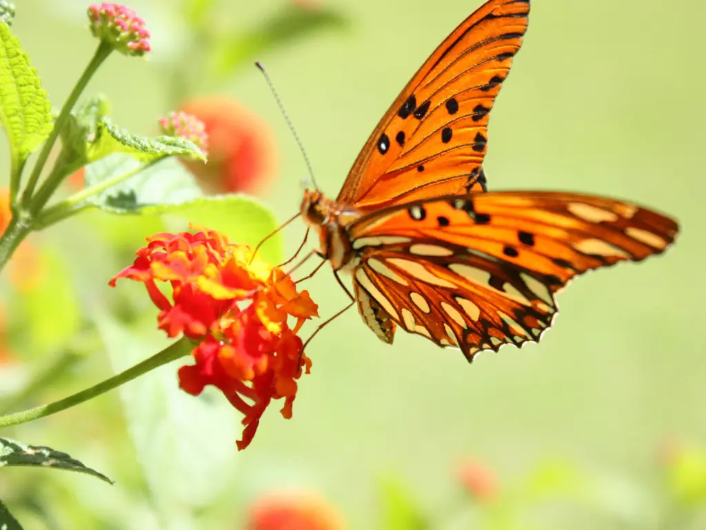 hinh-nen-thien-nhien-butterfly-buom-dep-6