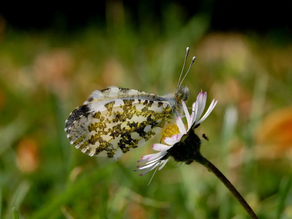hinh-nen-thien-nhien-butterfly-buom-dep-7