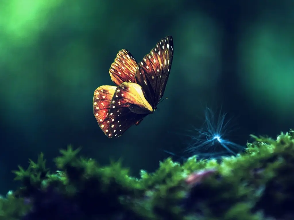 hinh-nen-thien-nhien-butterfly-buom-dep