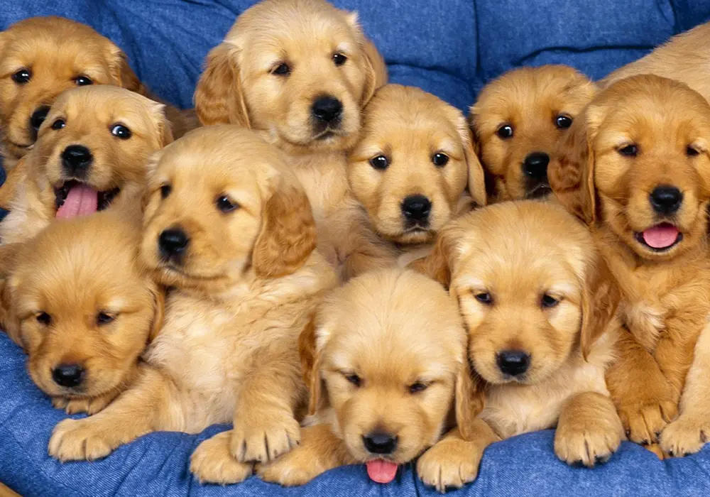 nhung-chu-cho-con-dang-yeu