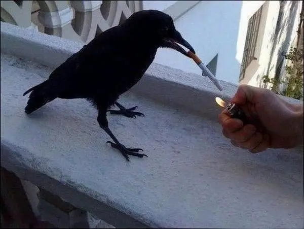 Những hình ảnh vui nhộn buồn cười nhất